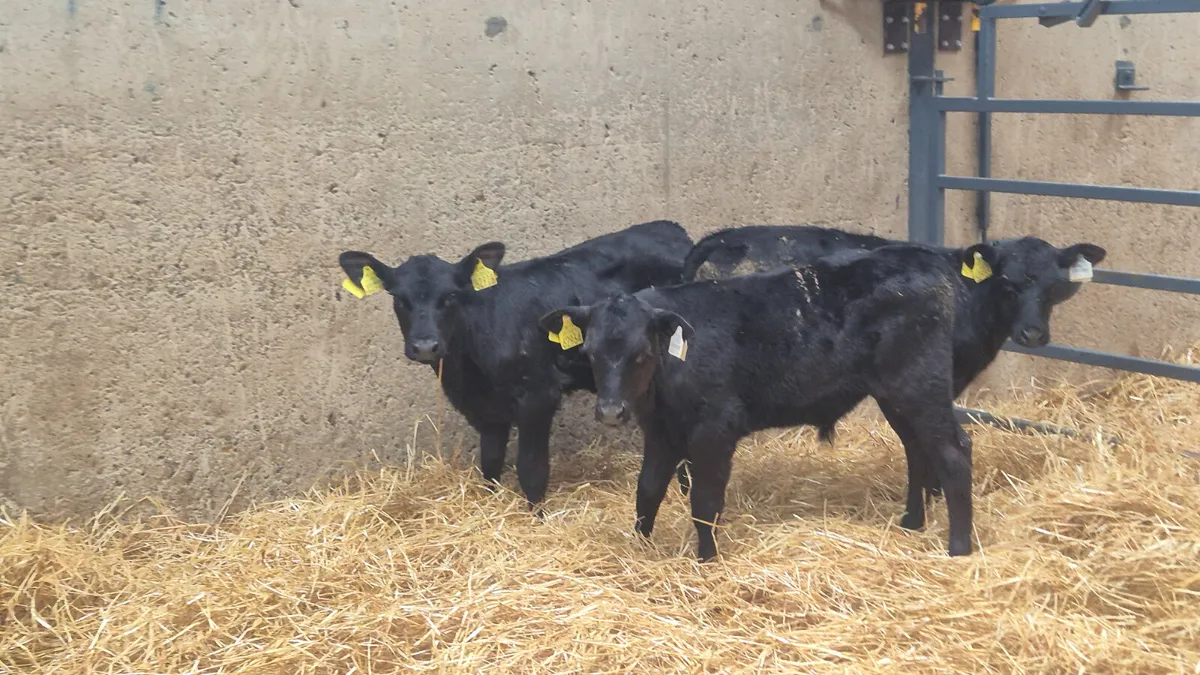 4 Angus calves for sale - Image 3