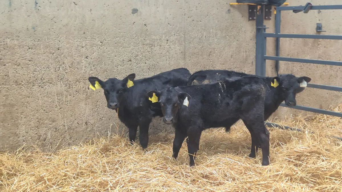 4 Angus calves for sale - Image 4