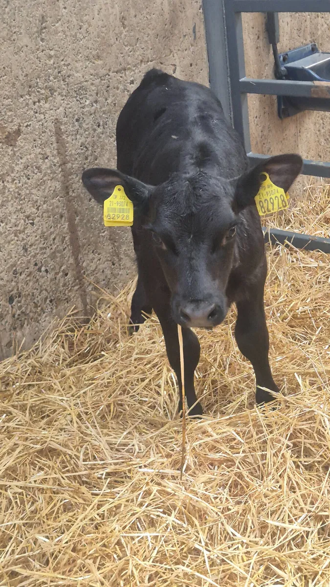 4 Angus calves for sale - Image 1