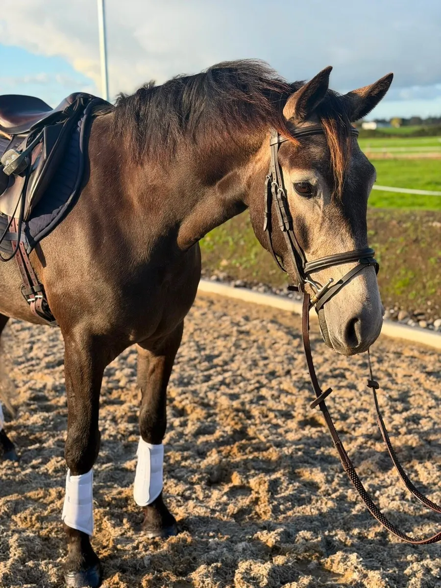 Top Connemara Pony - Image 1