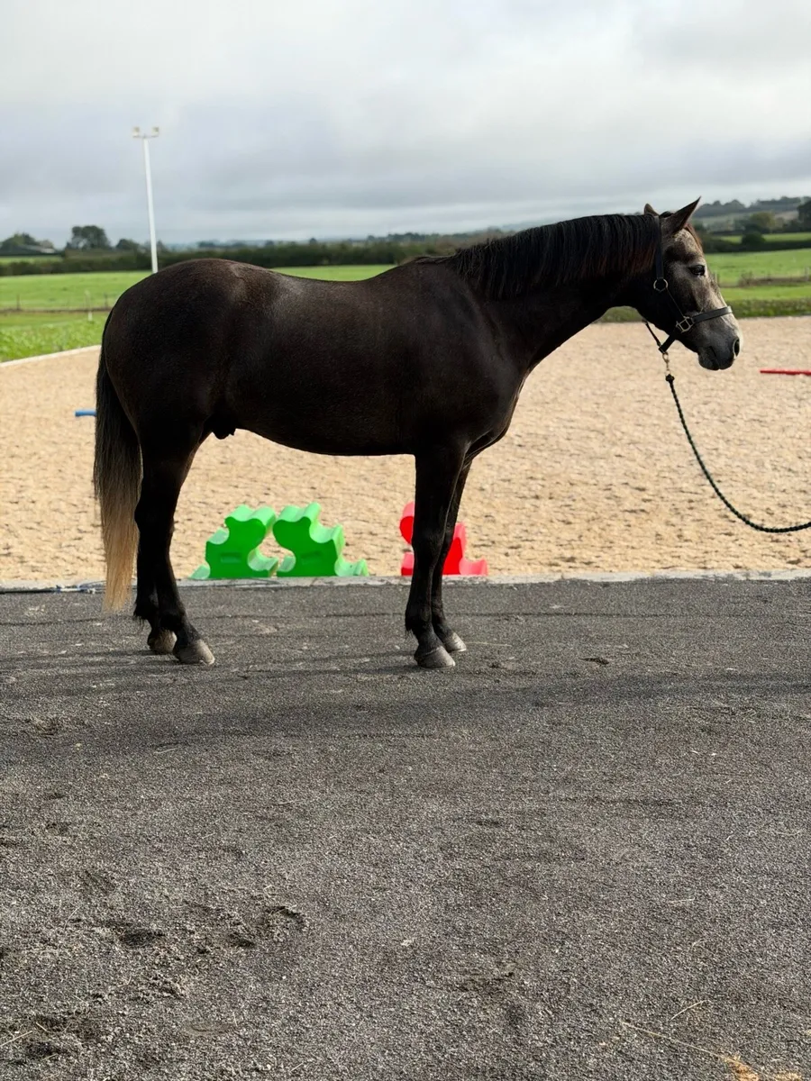 Top Connemara Pony - Image 3