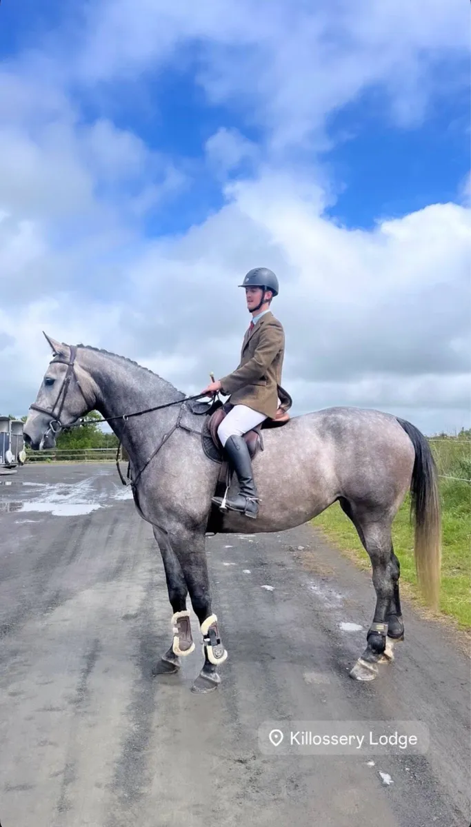 17.2 ISH Mare - Image 1