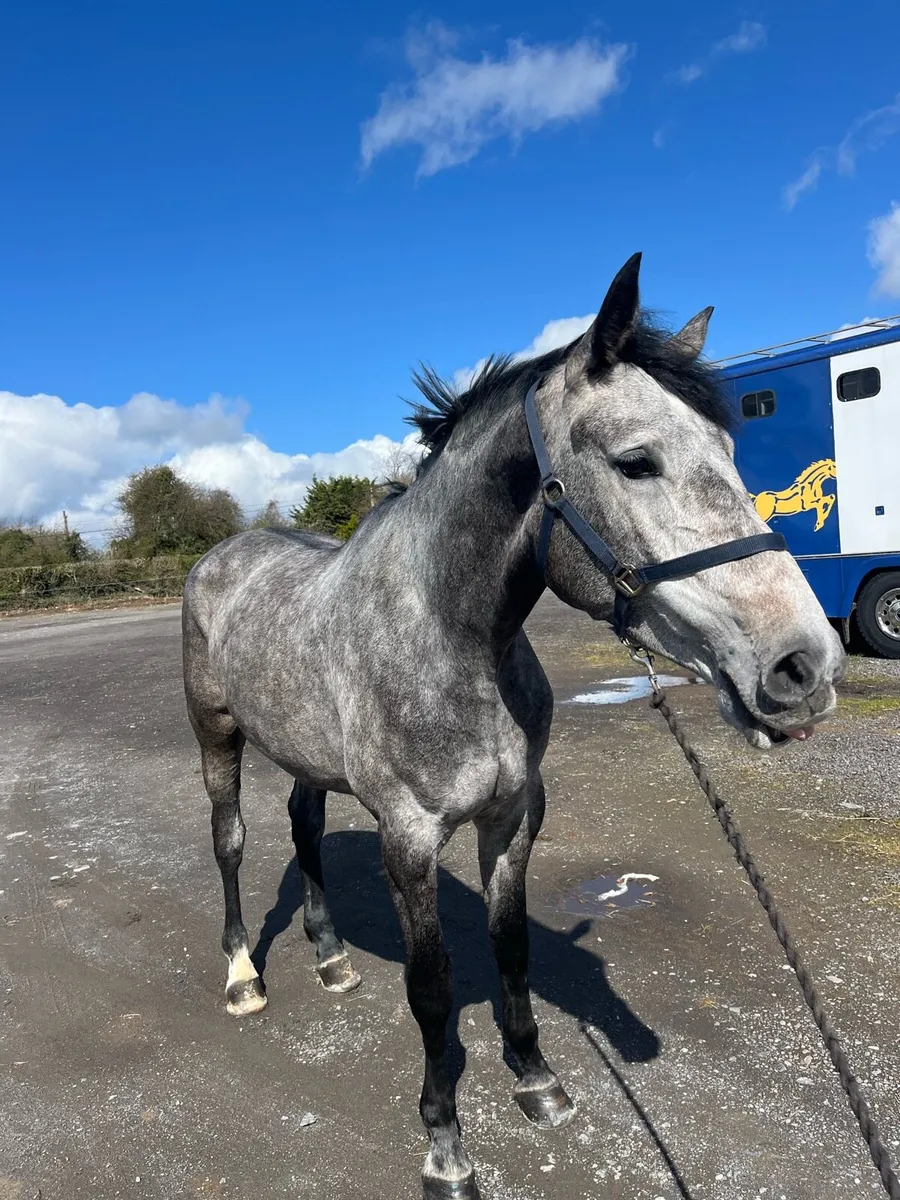 17.2 ISH Mare - Image 2