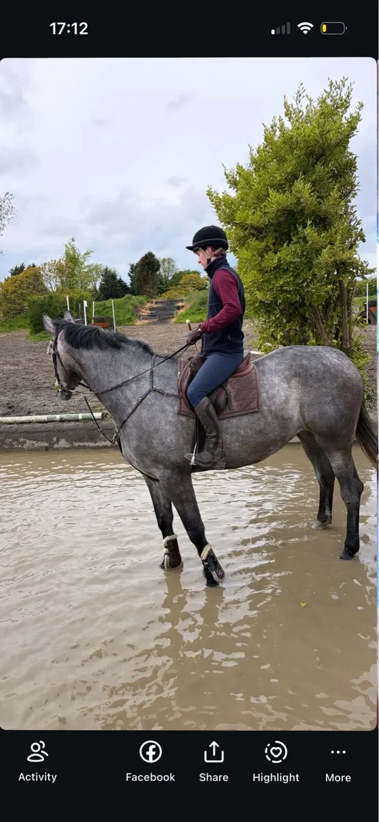 17.2 ISH Mare - Image 3