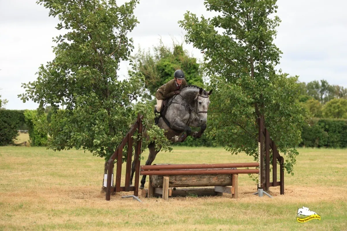 17.2 ISH Mare - Image 4