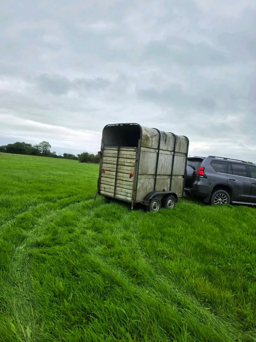 8 x 4.5 cattle trailer - Image 2