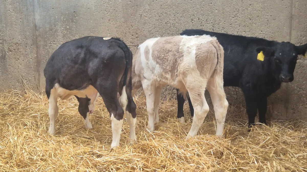 6 Strong calves 2 months old - Image 2