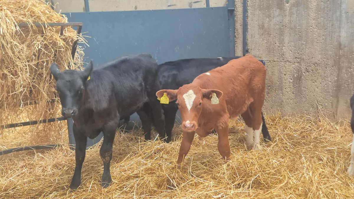 6 Strong calves 2 months old - Image 4