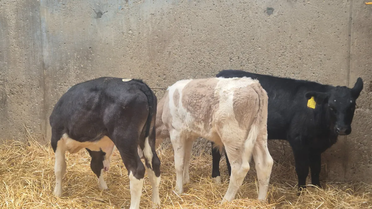 6 Strong calves 2 months old - Image 3
