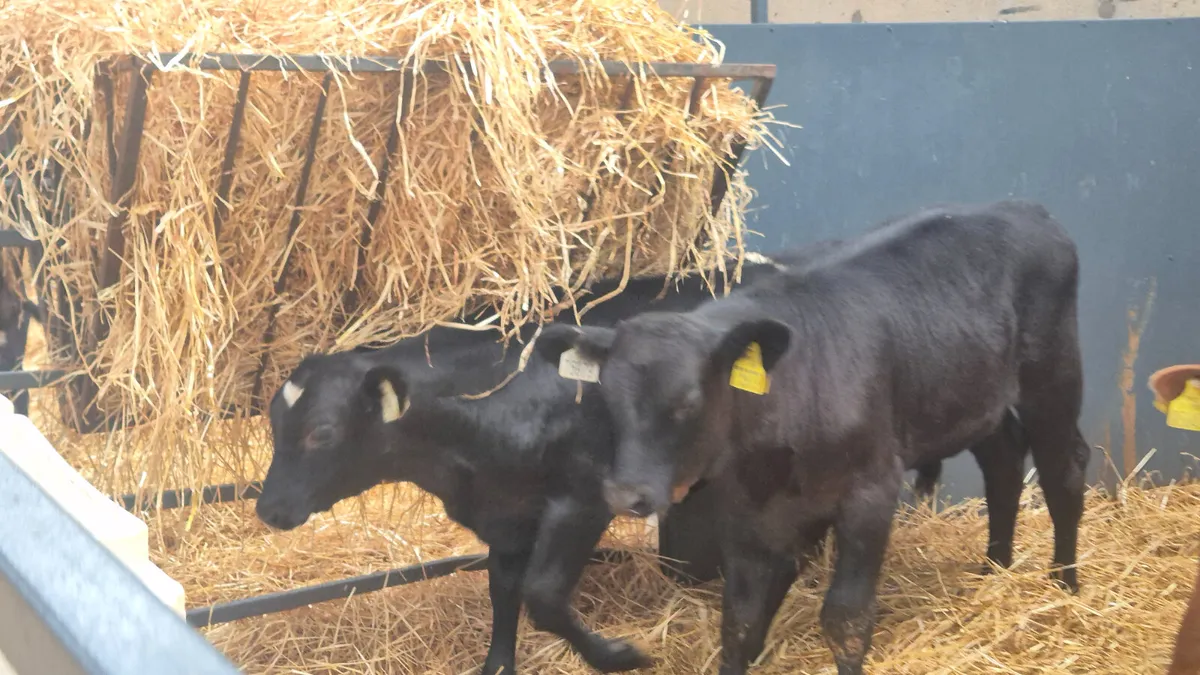 6 Strong calves 2 months old - Image 1