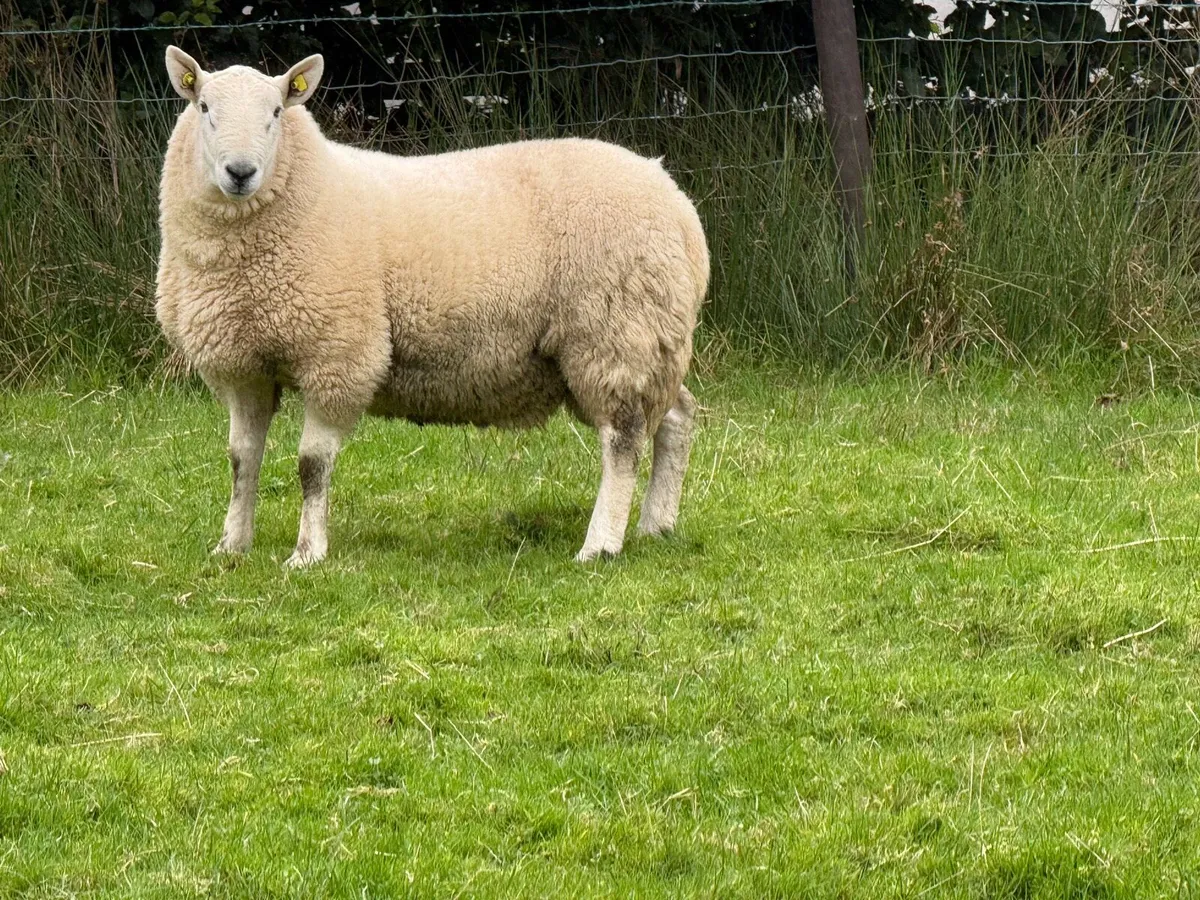 Cheviot Rams - Image 1