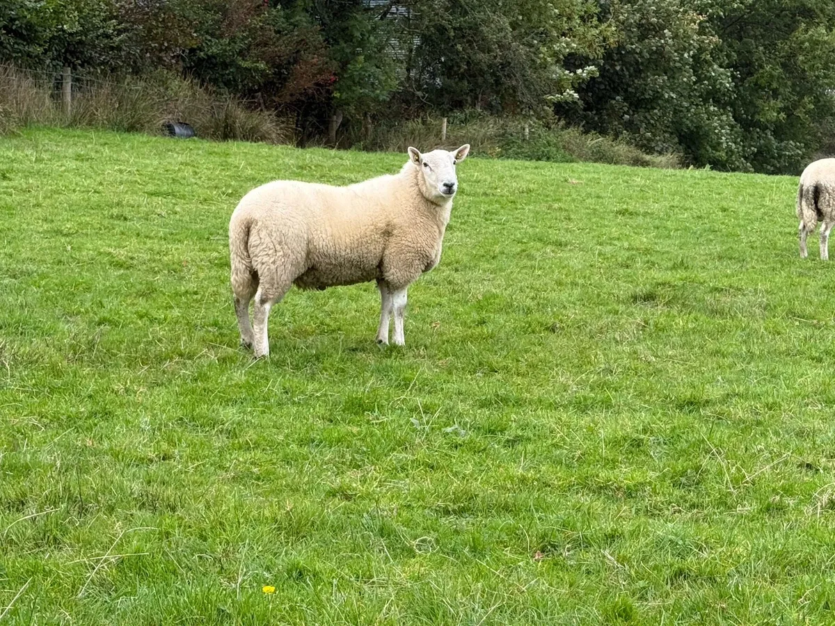Cheviot Ram - Image 3