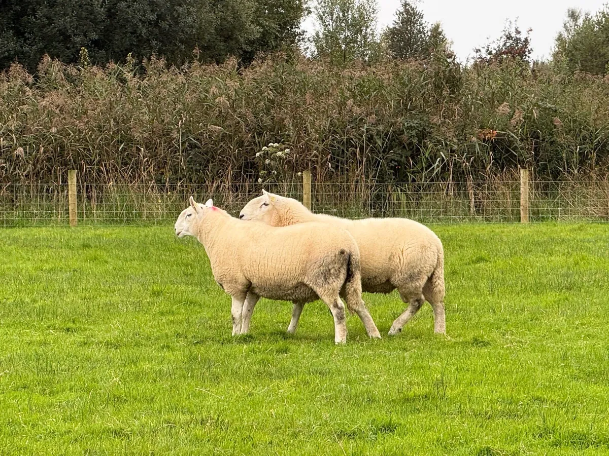 Cheviot Rams - Image 2