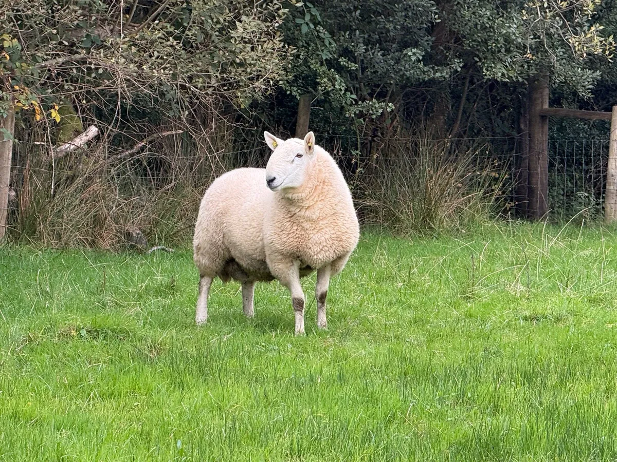 Cheviot Rams - Image 3