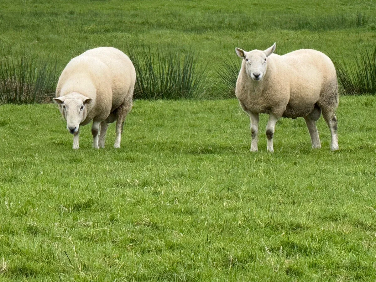 Cheviot Rams - Image 4
