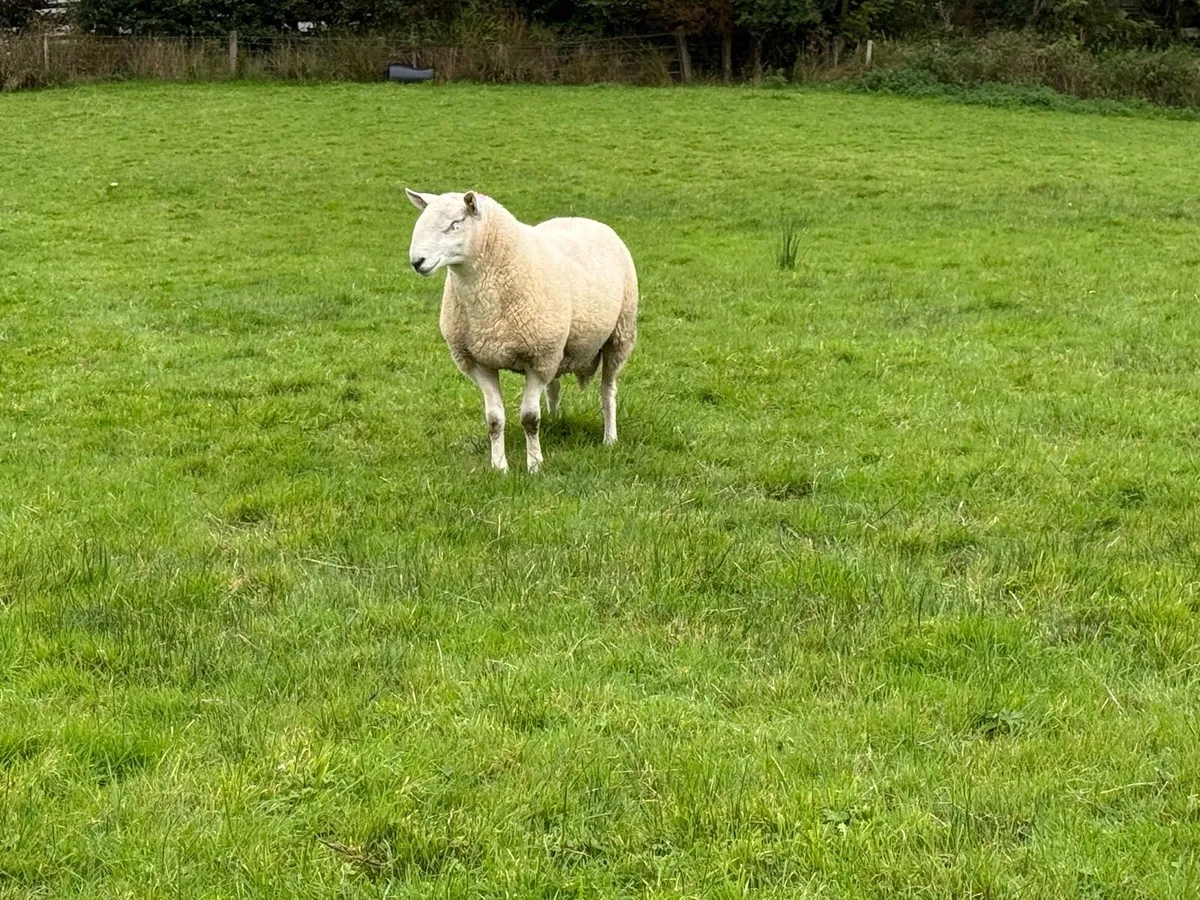 Cheviot Ram - Image 4