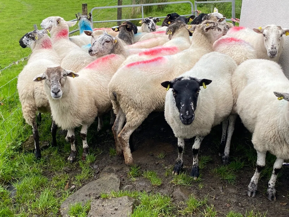 23 Super Breeding Ewes - Image 1