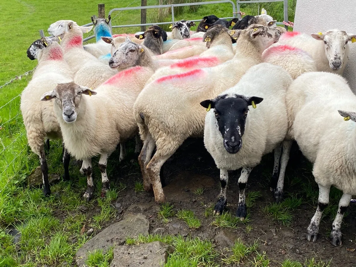 23 Super Breeding Ewes - Image 2