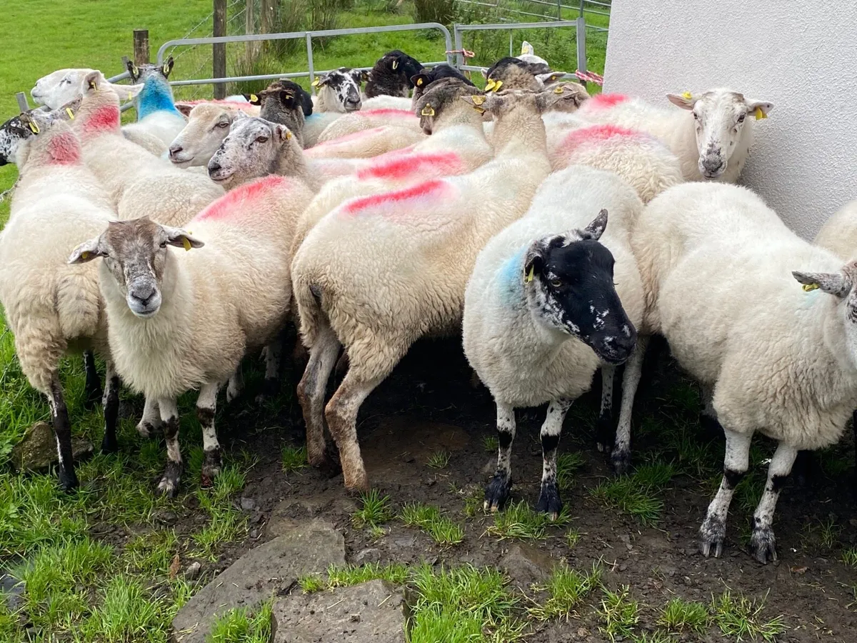 23 Super Breeding Ewes - Image 4