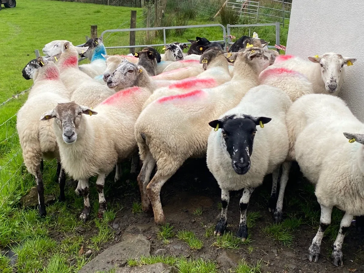 23 Super Breeding Ewes - Image 3