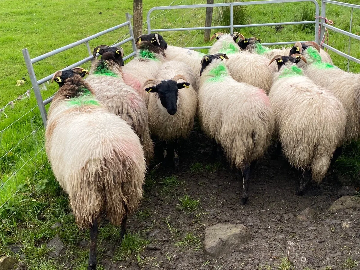 10 Super Horned Ewe Lambs - Image 2