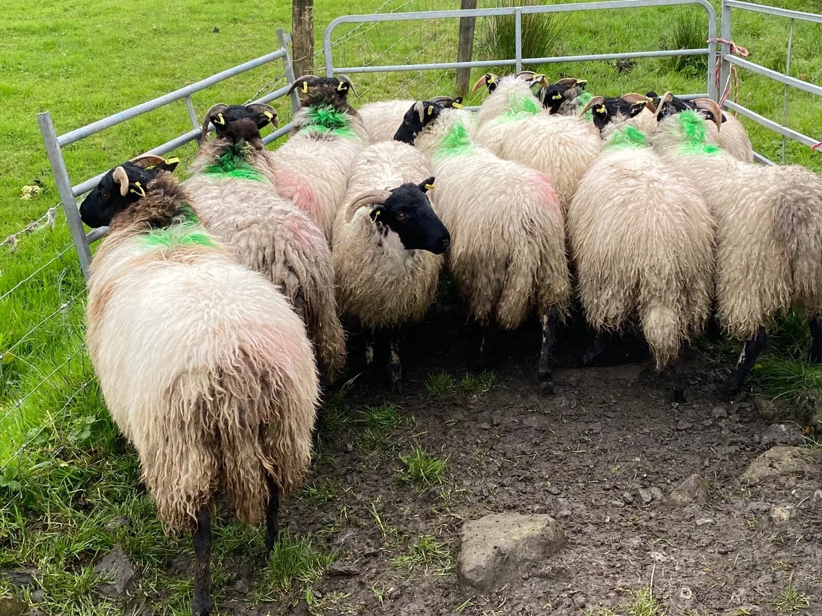 10 Super Horned Ewe Lambs - Image 3