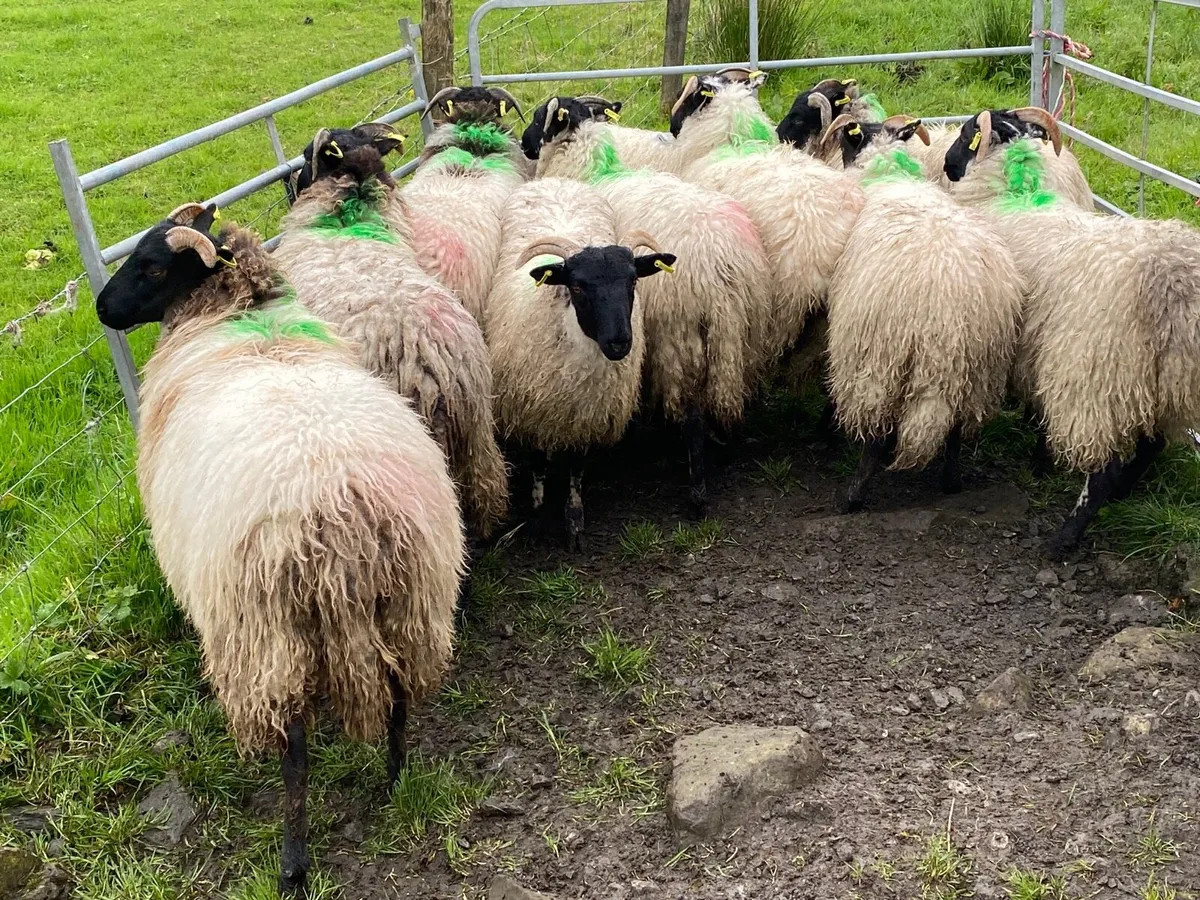 10 Super Horned Ewe Lambs - Image 4