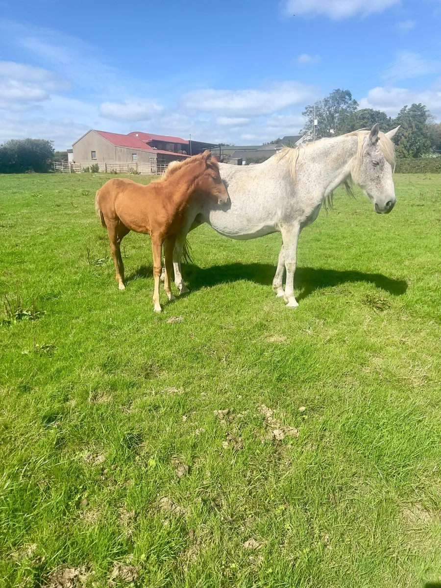 Connemara mare and foal - Image 1