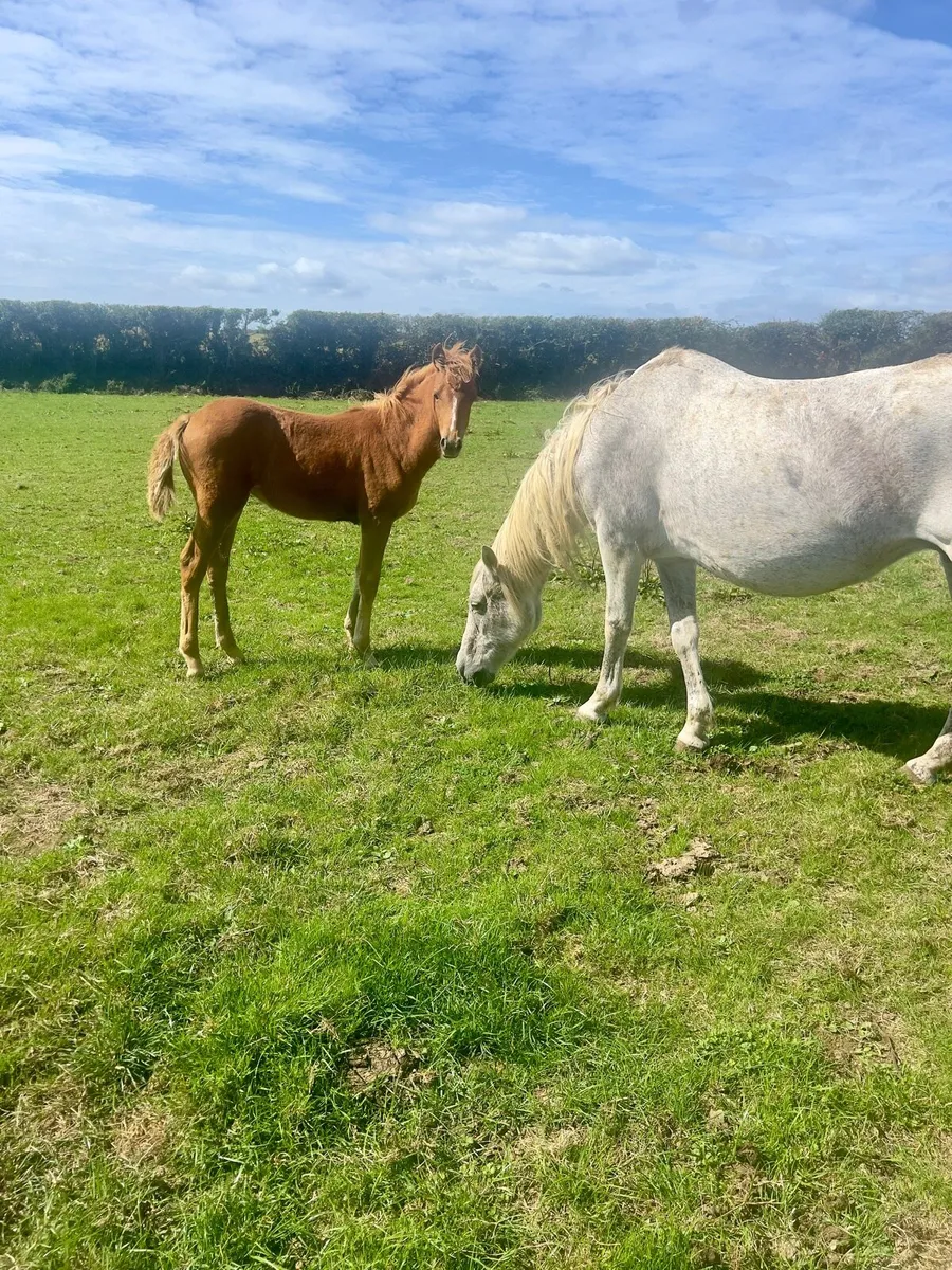 Connemara mare and foal - Image 2