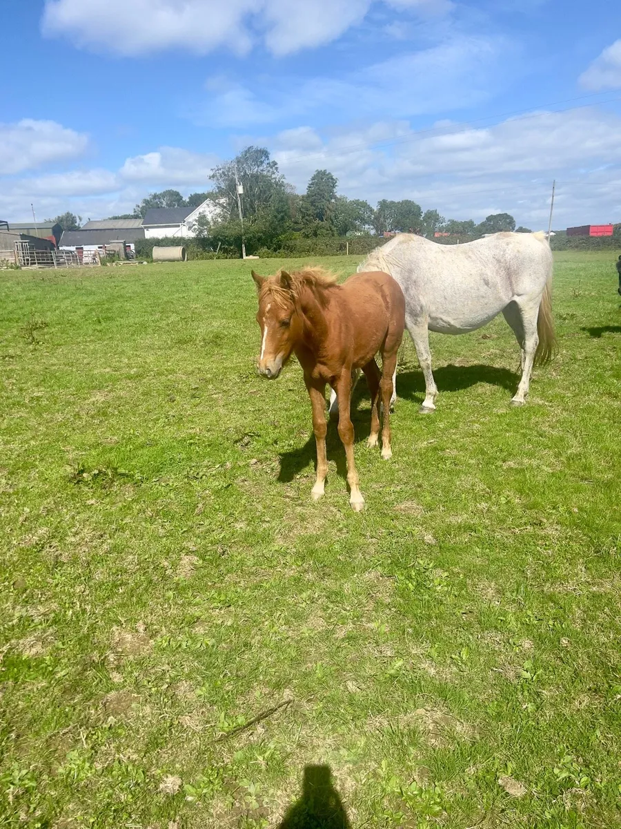 Connemara mare and foal - Image 3