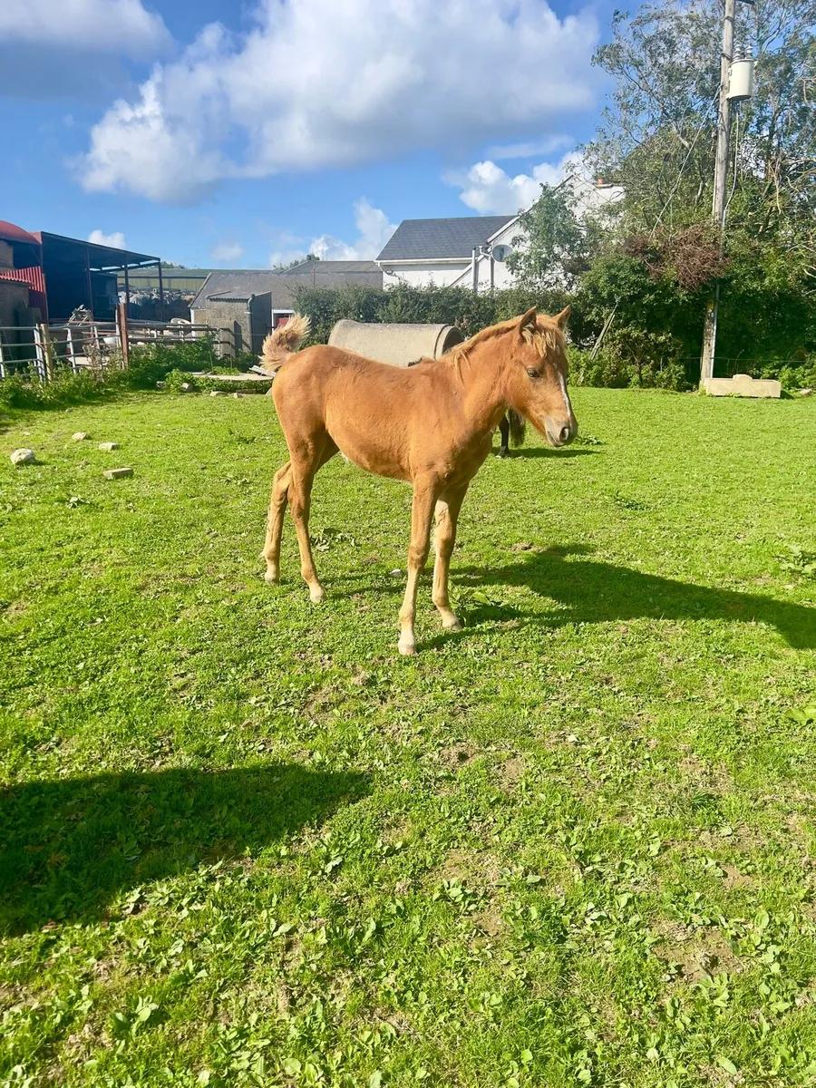 Connemara mare and foal - Image 4