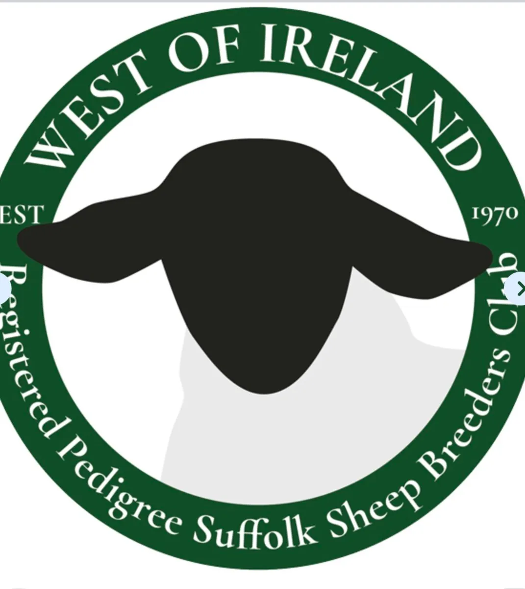 Suffolk Rams - Image 2