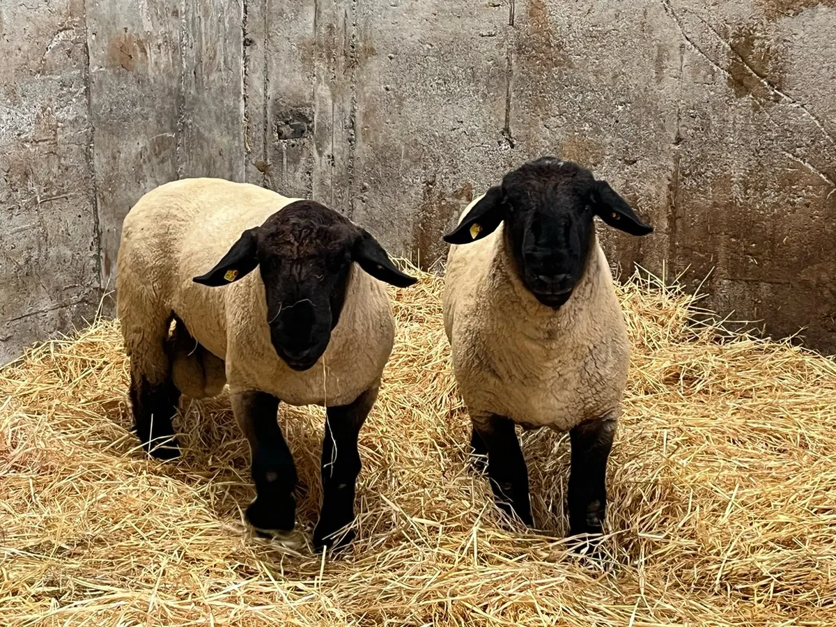 Suffolk Rams - Image 3