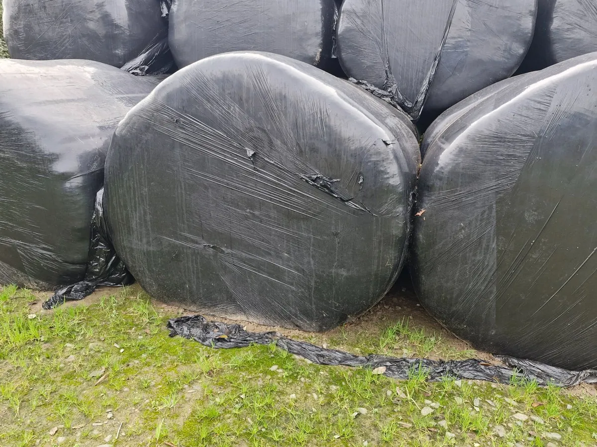 hay - Image 3