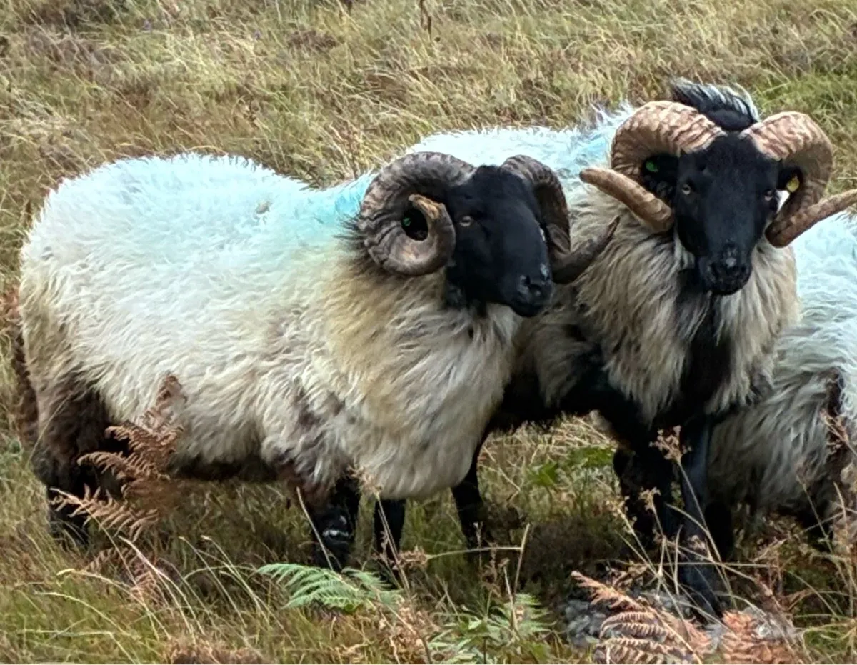 HOGGET MOUNTAIN RAMS & 2 YEAR OLD RAM - Image 3