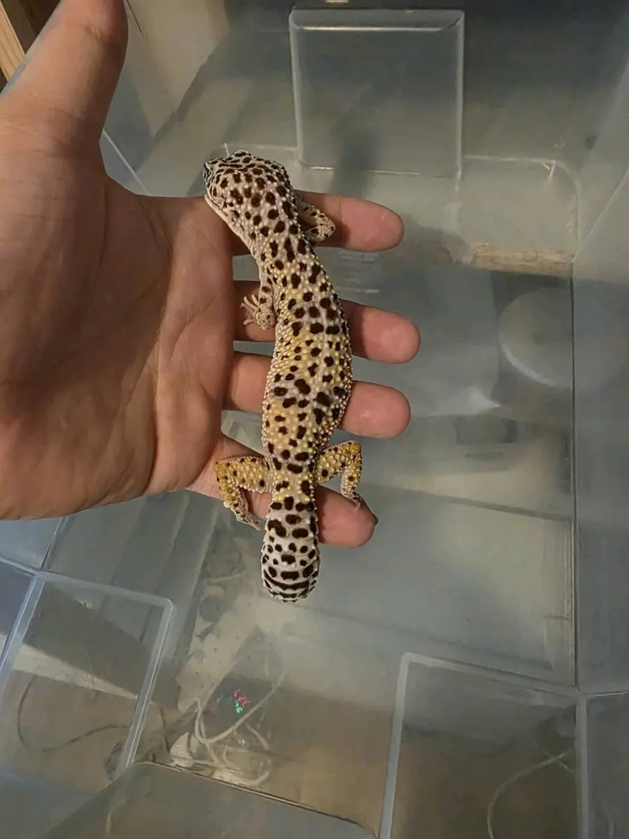 Leopard Gecko and terrarium - Image 2