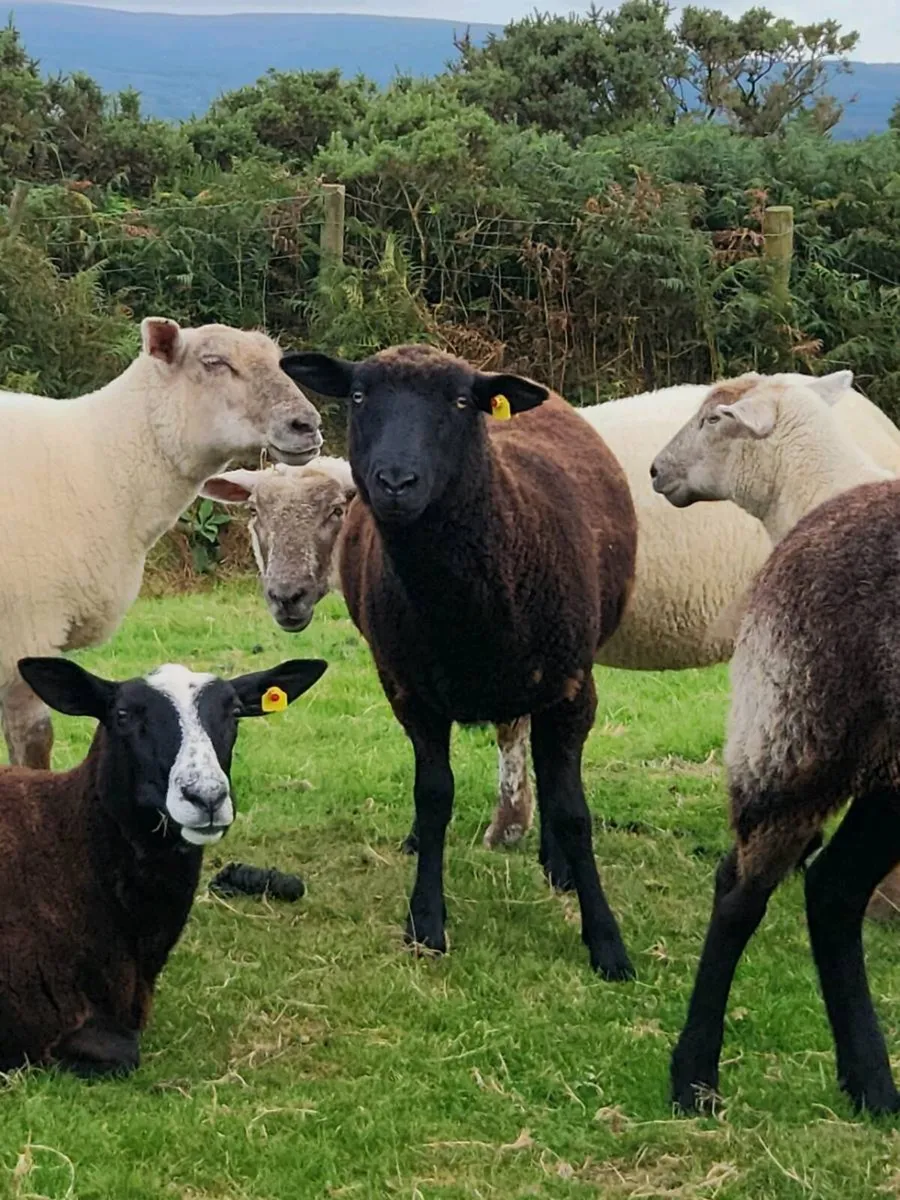 Hogget Ewes - Image 4