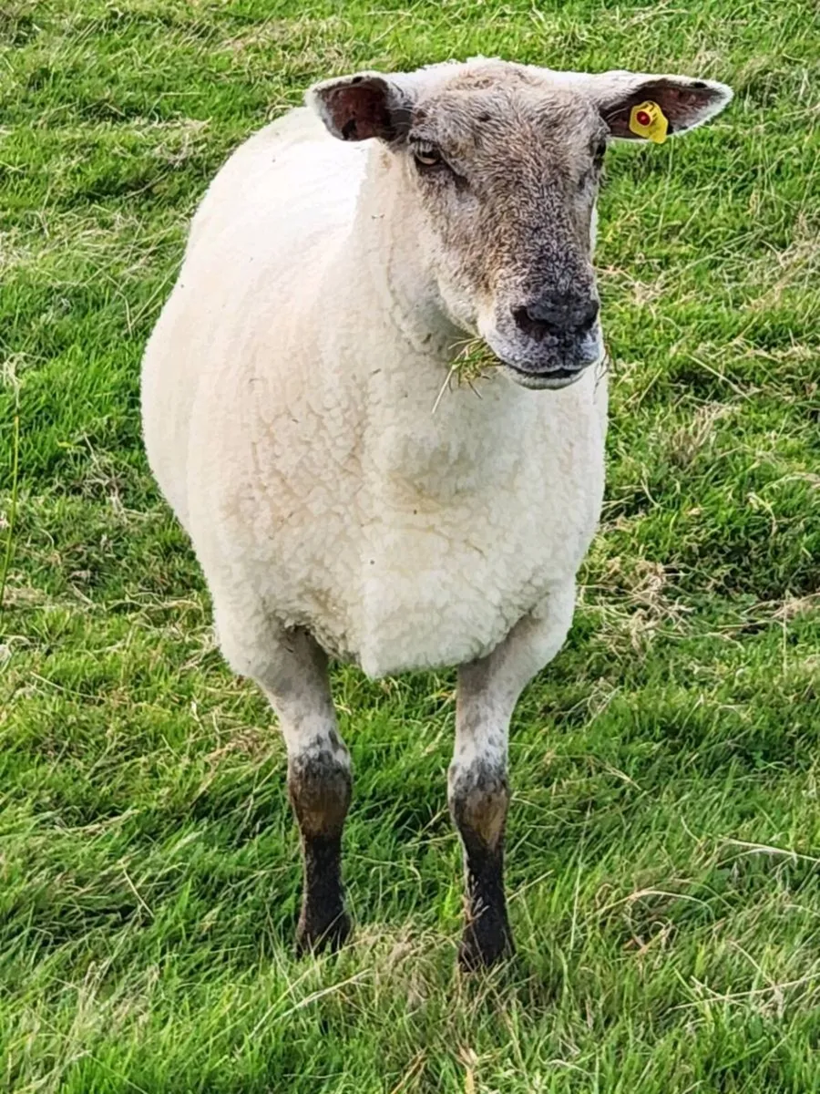Hogget Ewes - Image 1
