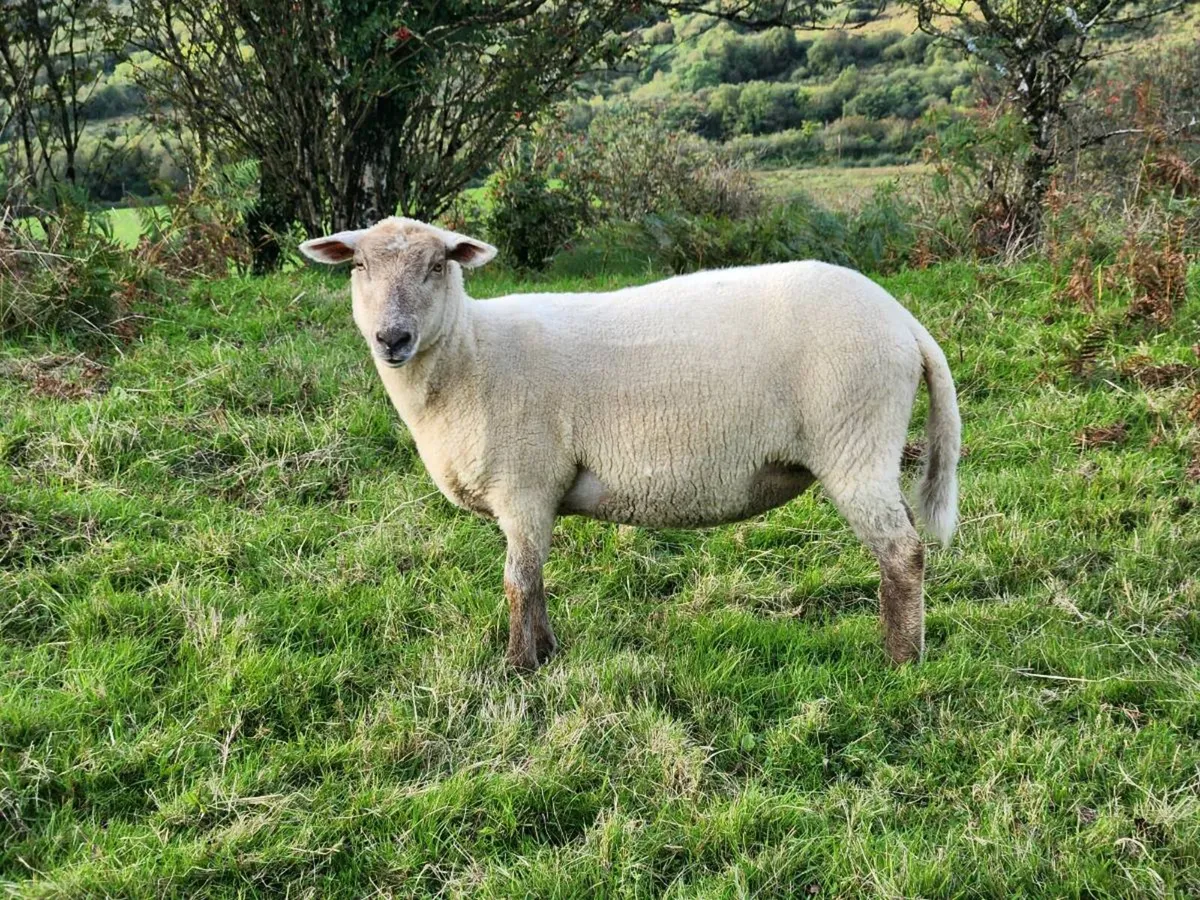 Hogget Ewes - Image 2