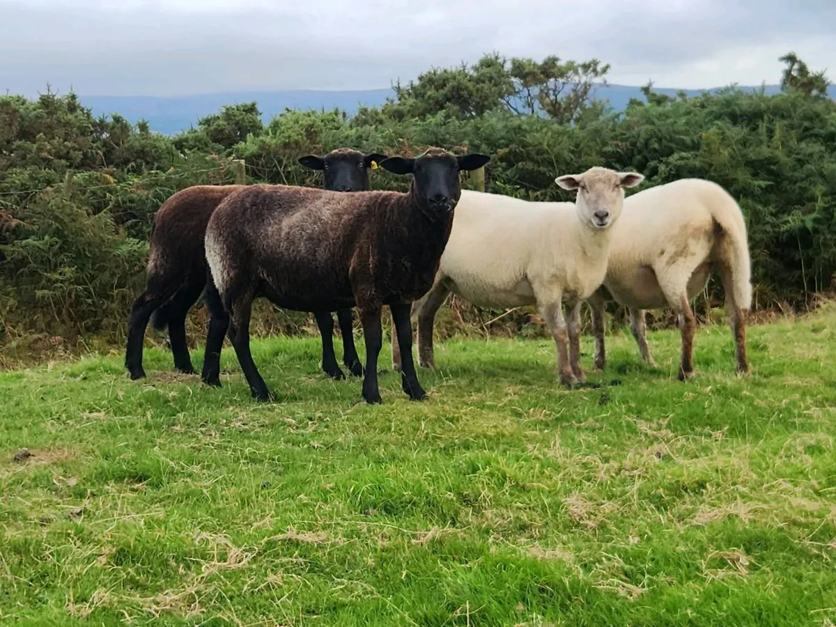 Hogget Ewes - Image 3