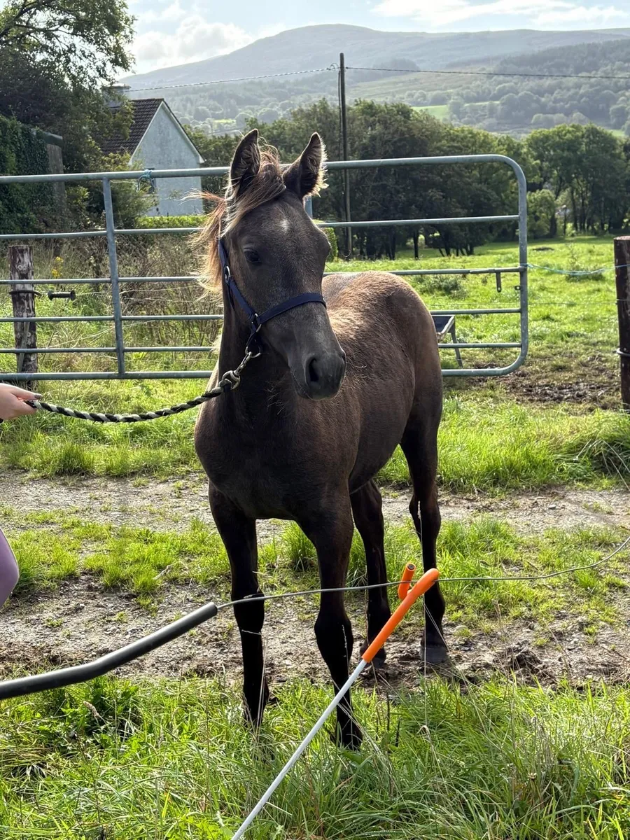 Class 1 Bred Full Irish draught filly foal - Image 1