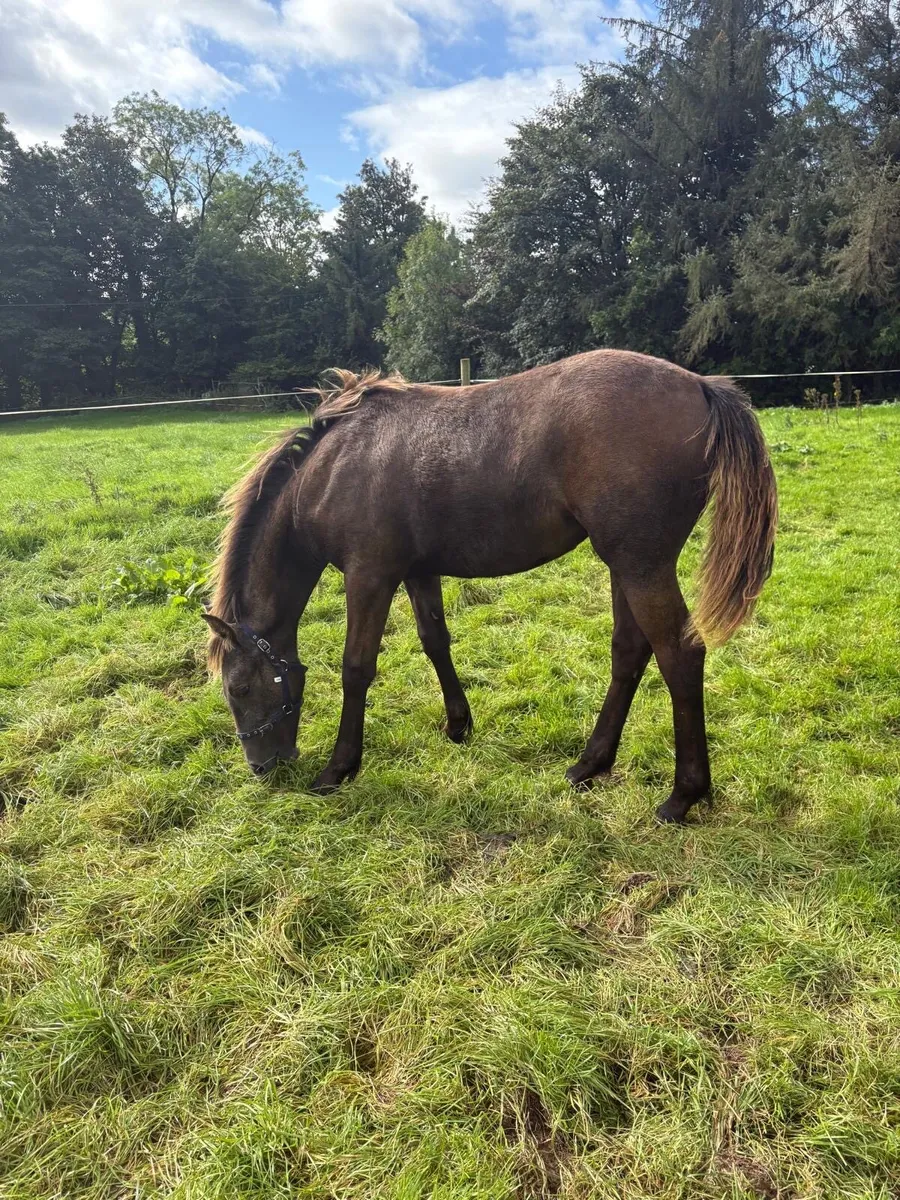 Class 1 Bred Full Irish draught filly foal - Image 2