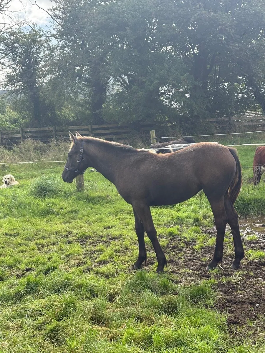 Class 1 Bred Full Irish draught filly foal - Image 3