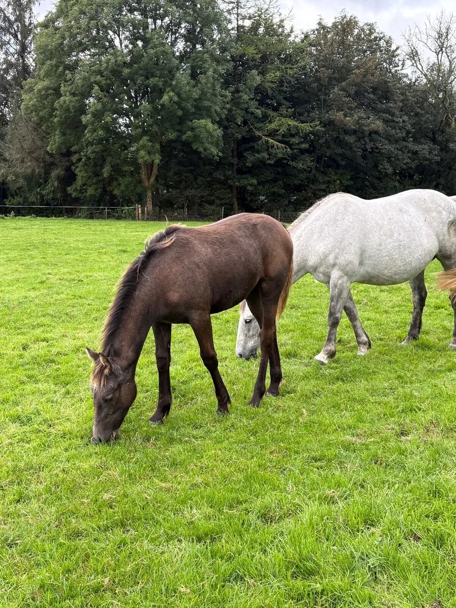 Class 1 Bred Full Irish draught filly foal - Image 4
