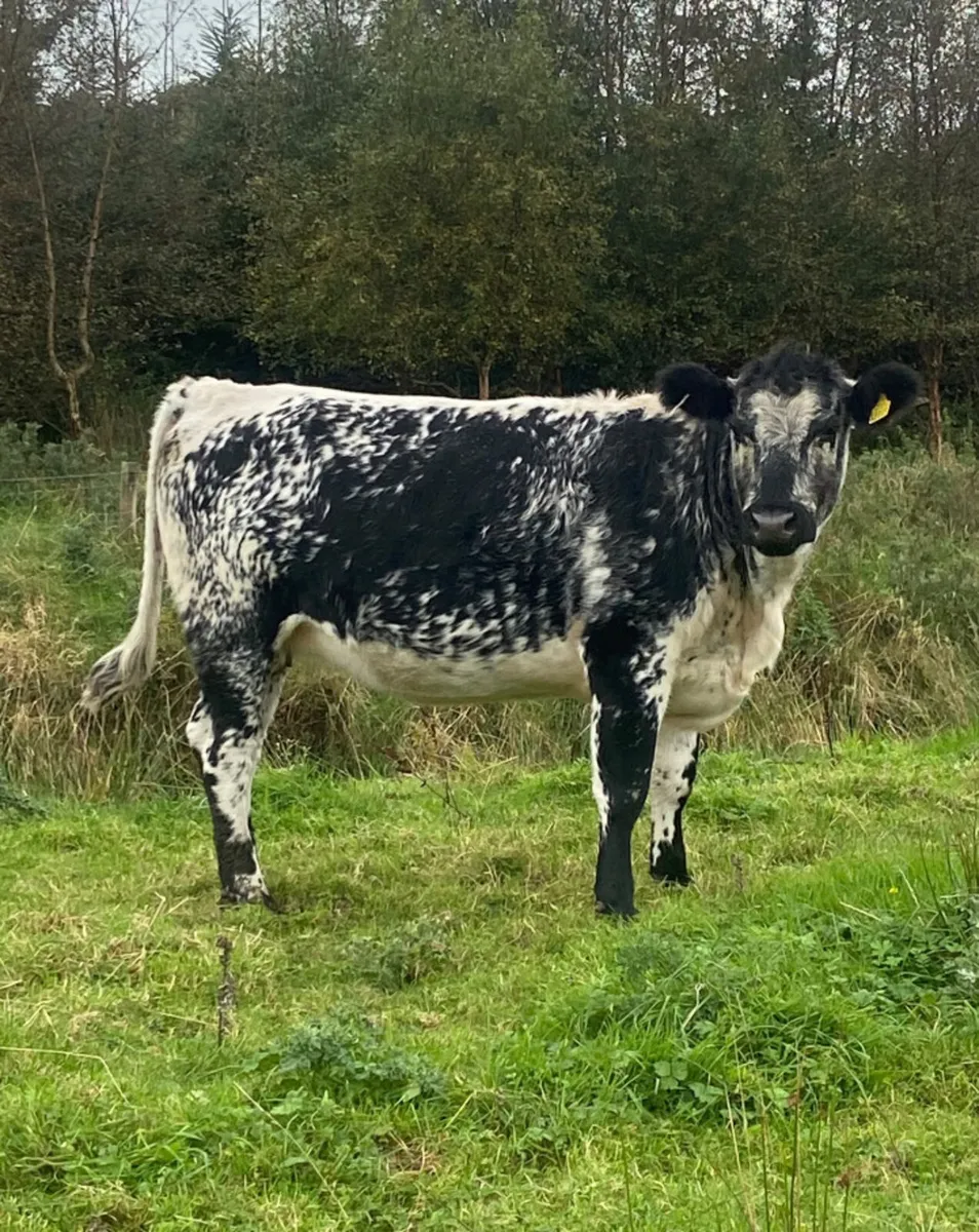 Speckle park incalf heifer - Image 1
