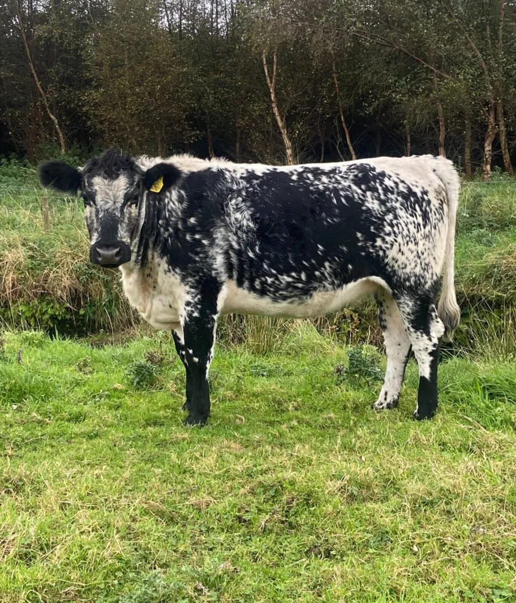 Speckle park incalf heifer - Image 3