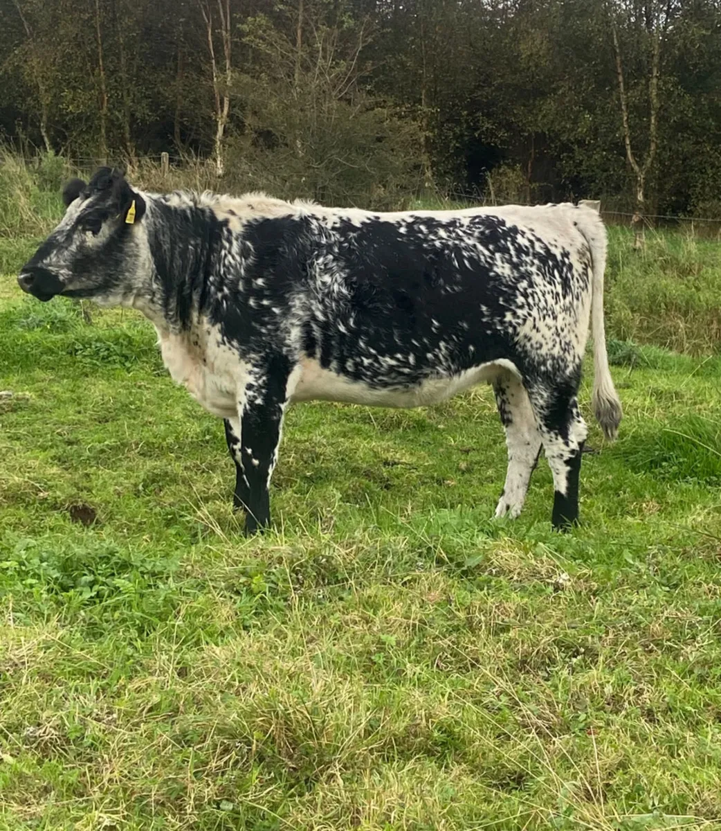 Speckle park incalf heifer - Image 4