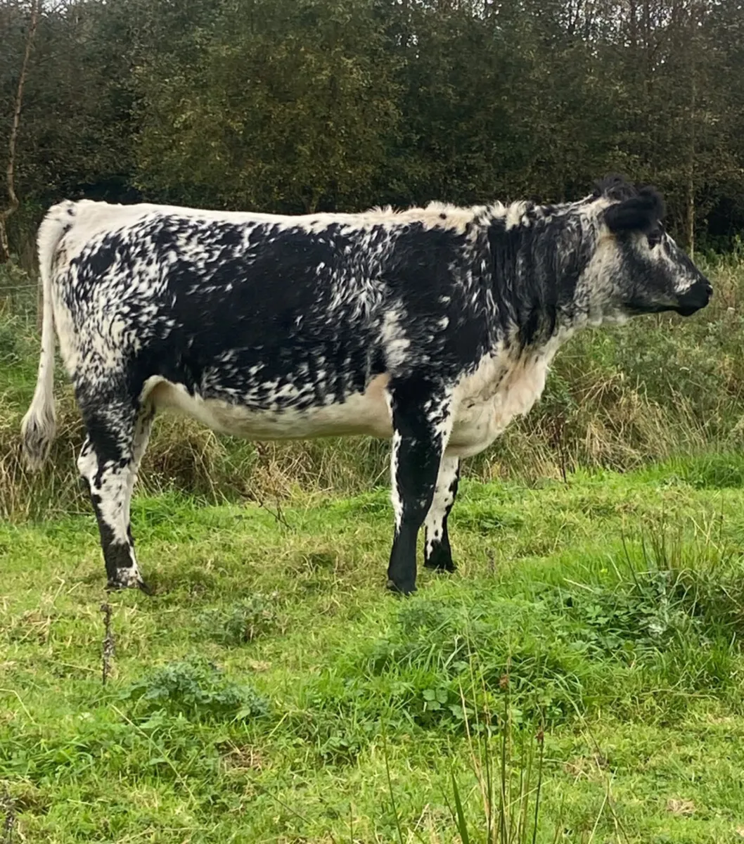Speckle park incalf heifer - Image 2
