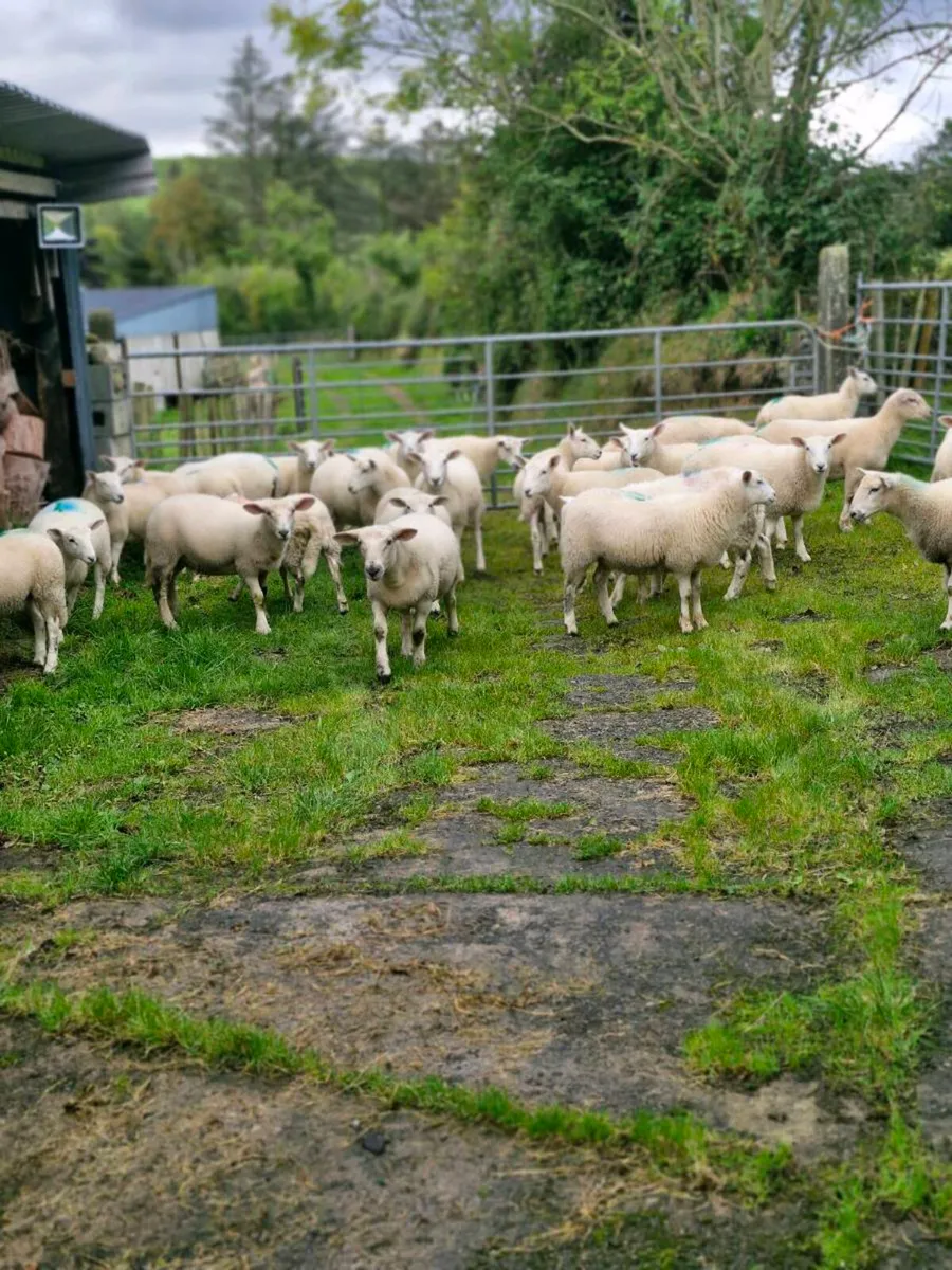 30 store cross bred lambes ewes and wethers on mea - Image 1
