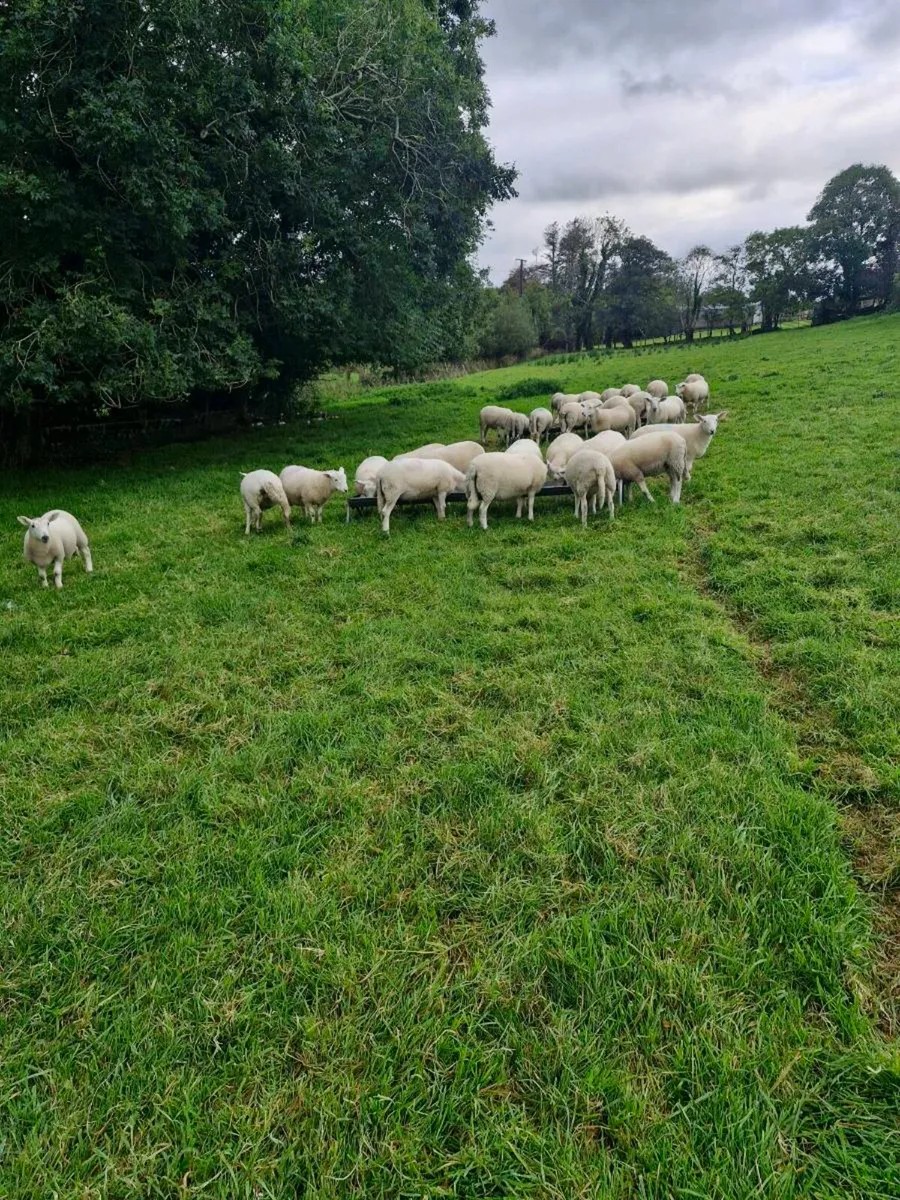 30 store cross bred lambes ewes and wethers on mea - Image 2